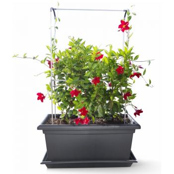 Gardenico Self-watering Mobile Living Wall Kit - 1000mm - Anthracite image